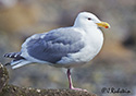 Larus glaucescens